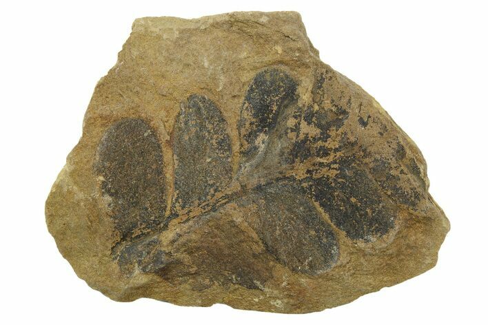 Fern (Pecopteris) Fossil - Mazon Creek #262567